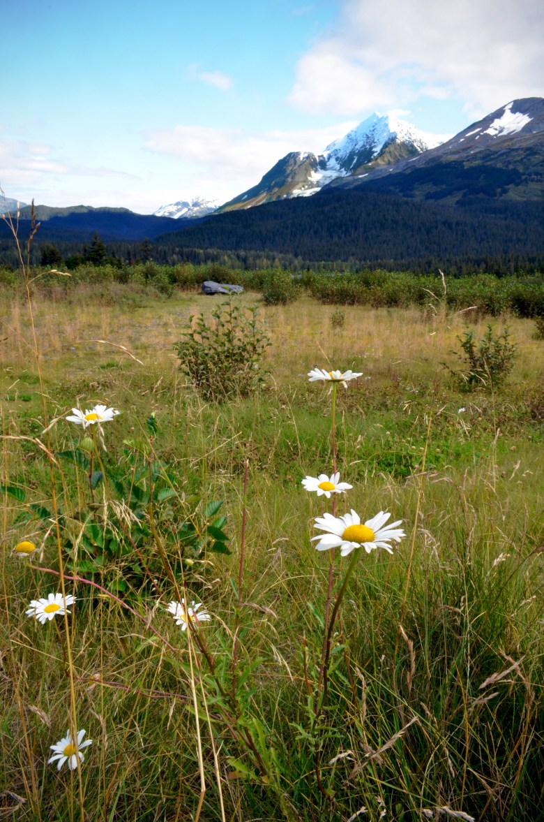 meadowmountaincurvesadj-copy